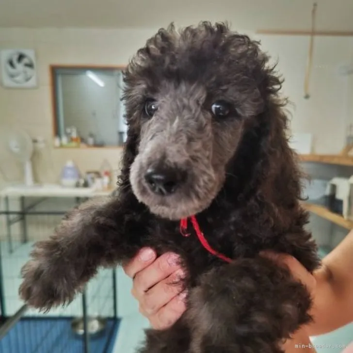 リック 様のお迎えした子犬