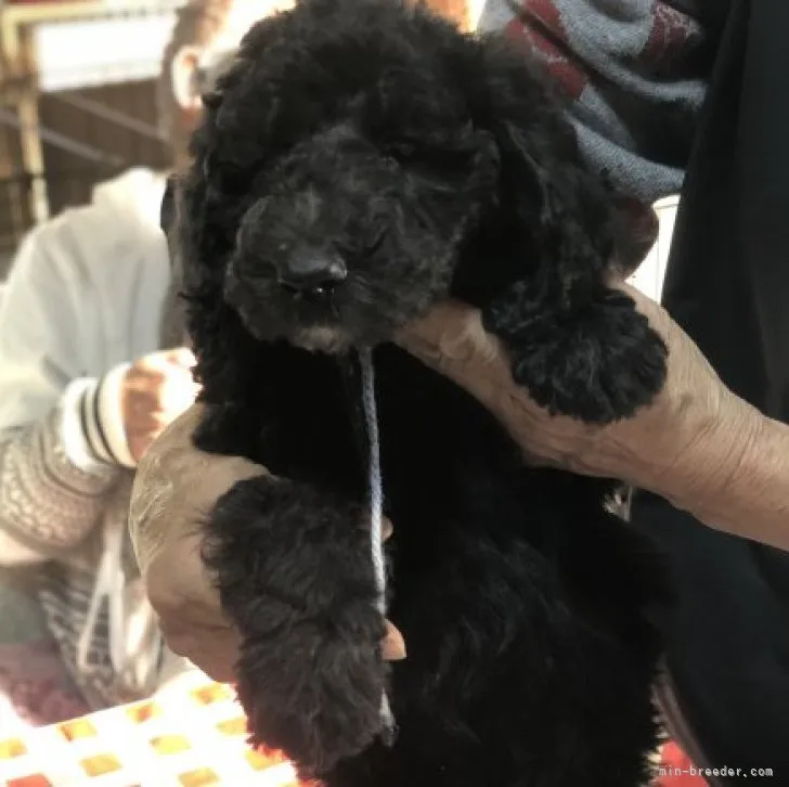 ID：2301-01910の子犬