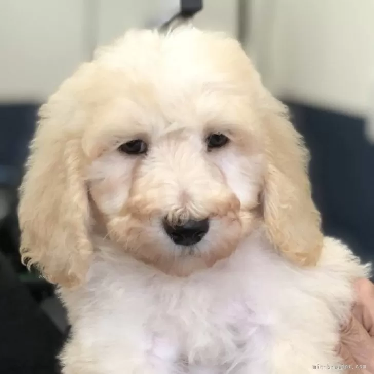 A.Y 様のお迎えした子犬