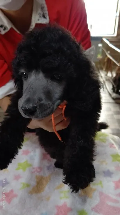 ID：2111-00610の子犬