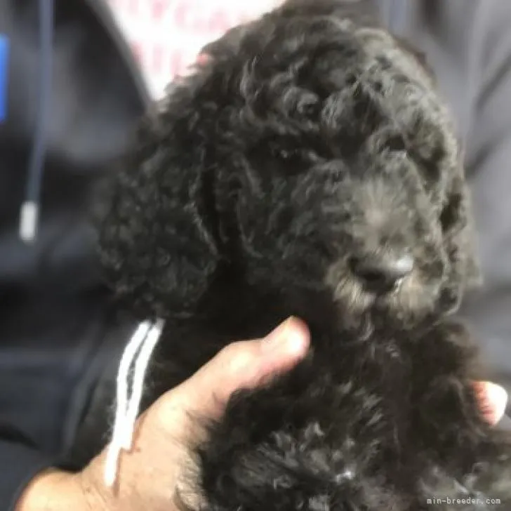 YK 様のお迎えした子犬