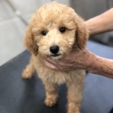 ミディアムプードル