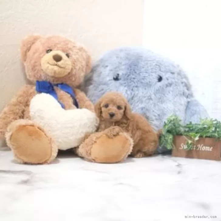 ID：2412-00063の子犬