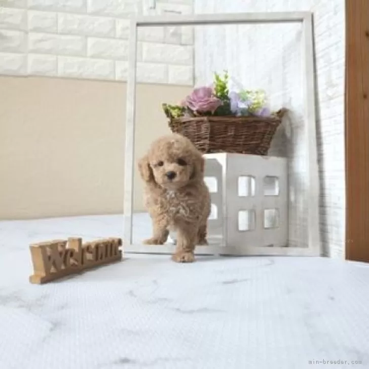 ID：2508-05033の子犬
