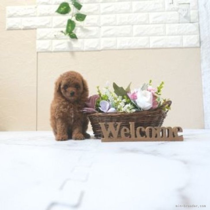 ブリーダー画像