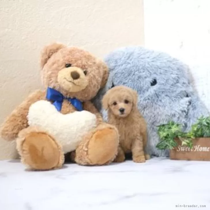 ID:2412-02054の子犬