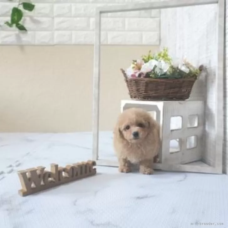 ID：2509-00781の子犬