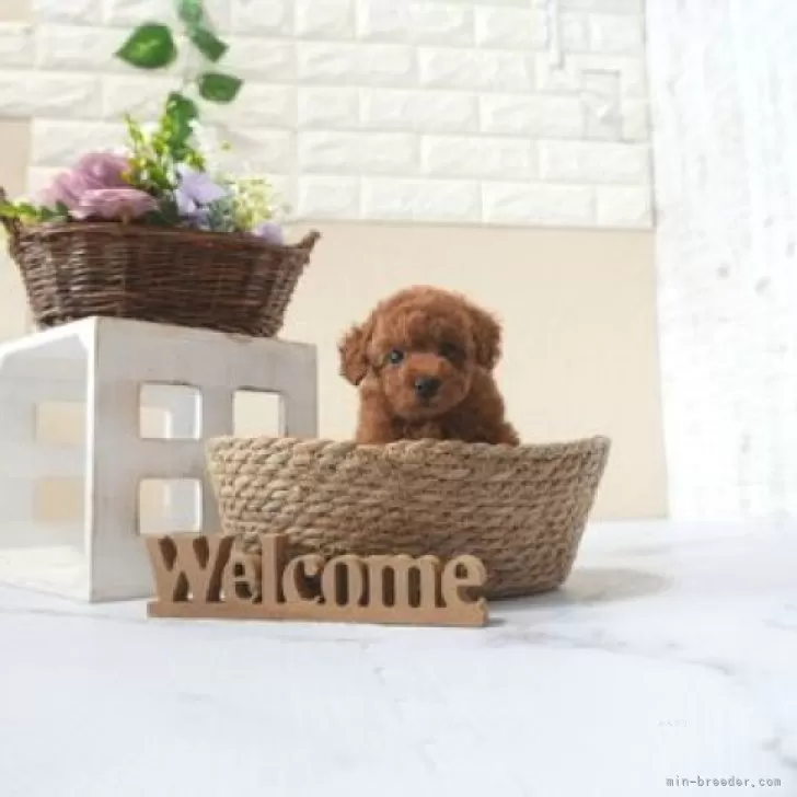 ID：2508-07072の子犬
