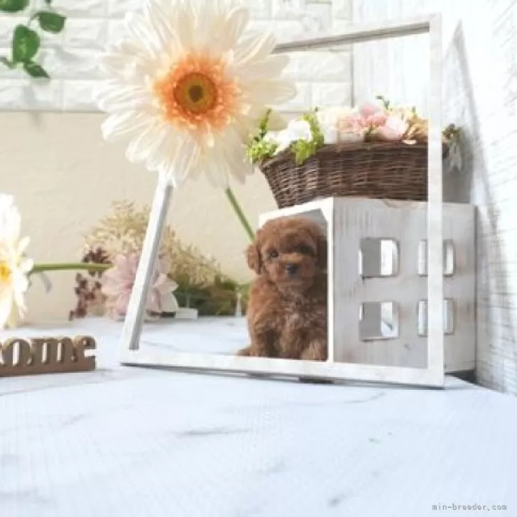 ID:2509-00622の子犬