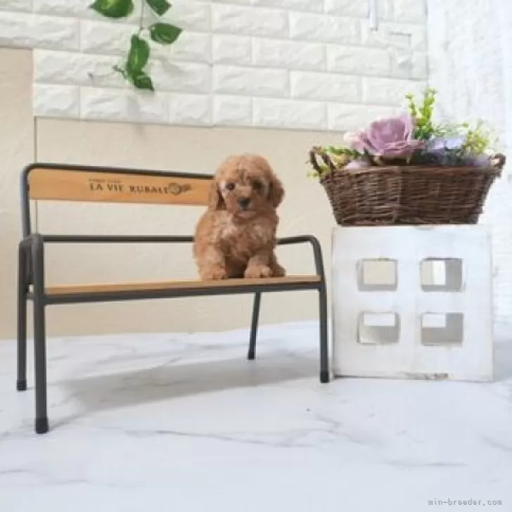 ID：2508-05262の子犬