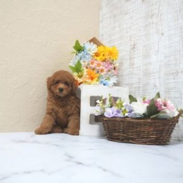 トイプードル(トイ)【滋賀県・女の子・2025年4月6日・レッド・フォーン】の写真「お父さんタイニーサイズの可愛い子犬です」