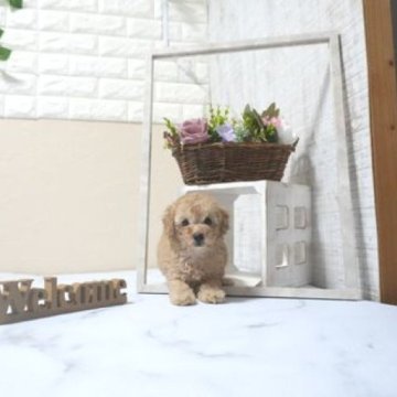 トイプードル(タイニー)【滋賀県・女の子・2025年9月21日・オレンジ・フォーン】の写真「お父さんタイニーサイズの可愛い子犬です」