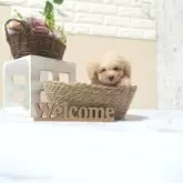 タイニープードル