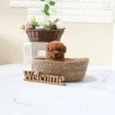 タイニープードル