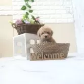 トイプードル(トイ)