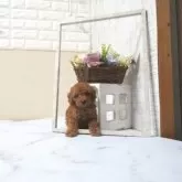 タイニープードル