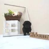 タイニープードル