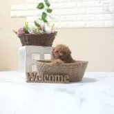 タイニープードル