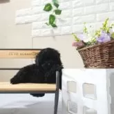タイニープードル
