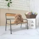 タイニープードル