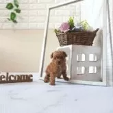 ティーカッププードル