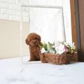 タイニープードル