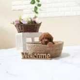 タイニープードル