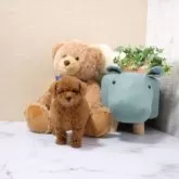 タイニープードル【滋賀県・女の子・2024年10月19日・レッド・フォーン】の写真1「生後40日頃の写真です」