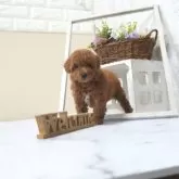 タイニープードル