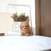 タイニープードル