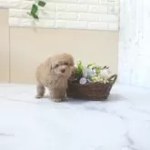 タイニープードル