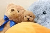 タイニープードル【滋賀県・女の子・2024年12月16日・オレンジ・フォーン】の写真4「生後40日頃の写真です」