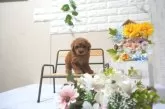 タイニープードル【滋賀県・女の子・2025年5月9日・レッド・フォーン】の写真5「生後40日頃の写真です」