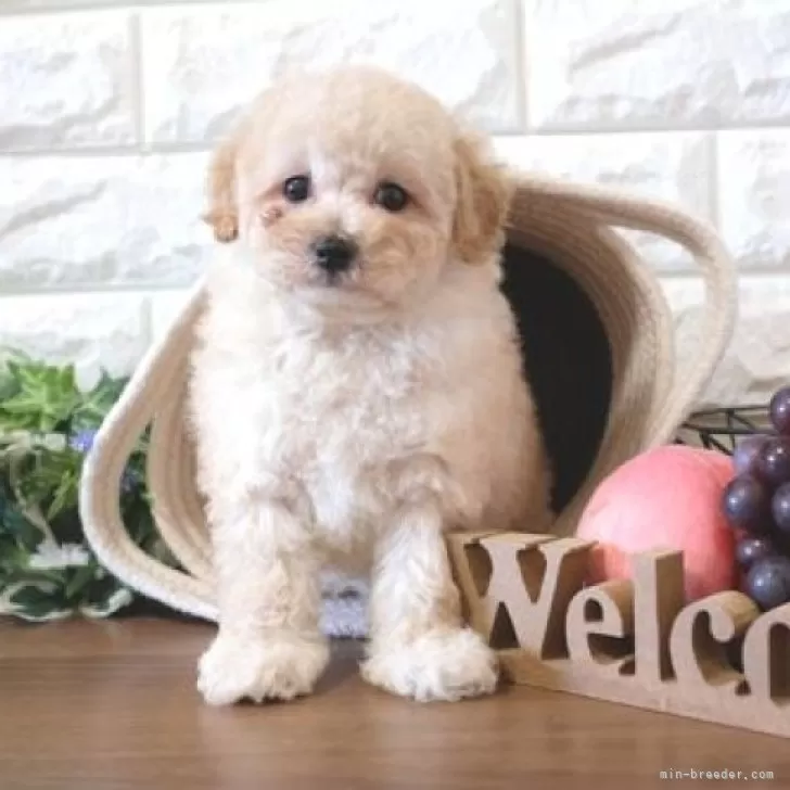 ID:2312-03076の子犬