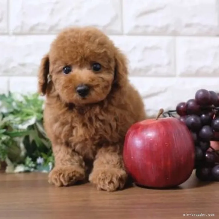 ID：2311-06745の子犬