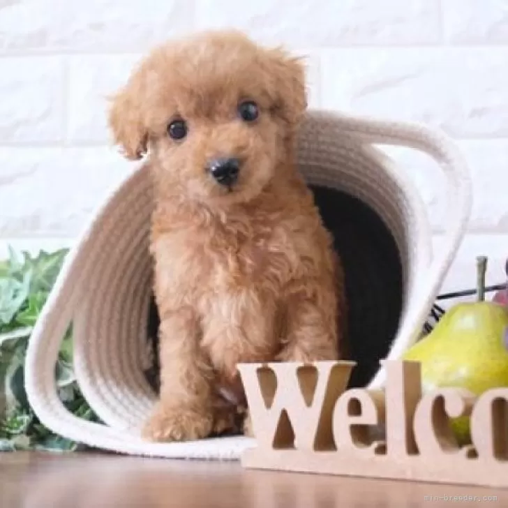 ID:2403-01252の子犬