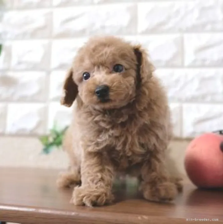 ID：2310-05873の子犬