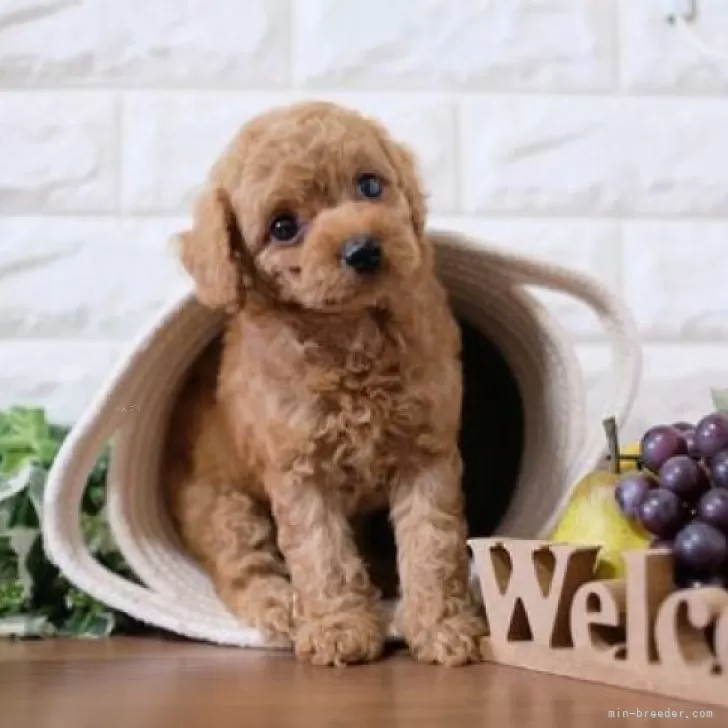 ID:2312-04667の子犬