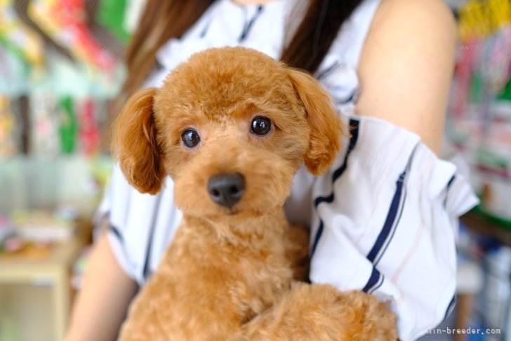 タイニープードル【・男の子・2019年6月16日・レッド】