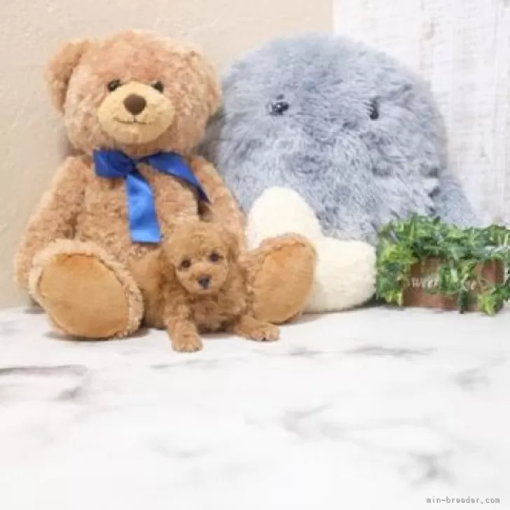 ID:2408-06079の子犬
