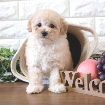 トイプードル(トイ)【滋賀県・女の子・2023年11月2日・クリーム】の写真「お父さんタイニーサイズの可愛い子犬です」