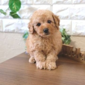 トイプードル(トイ)【滋賀県・男の子・2023年11月2日・レッド】の写真「両親タイニーサイズの可愛い子犬です」