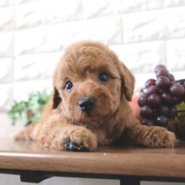 トイプードル(トイ)【滋賀県・女の子・2023年10月12日・レッド】の写真「くりくりおめめの可愛い子犬です」