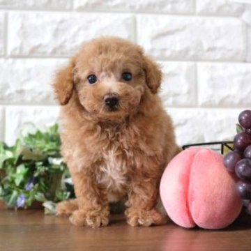 トイプードル(タイニー)【滋賀県・男の子・2023年9月10日・レッド】の写真「両親タイニーサイズの可愛い子犬」