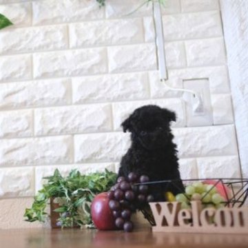 トイプードル(トイ)【滋賀県・女の子・2024年2月14日・ブラック】の写真「お父さんタイニーサイズの可愛い子犬です」