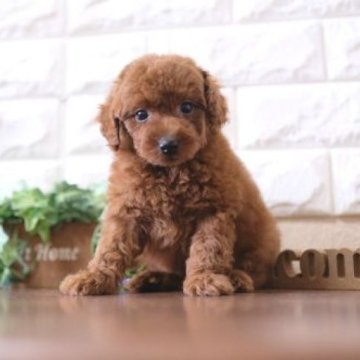 トイプードル(トイ)【滋賀県・男の子・2023年10月24日・レッド】の写真「お母さんタイニーサイズの可愛い子犬です」