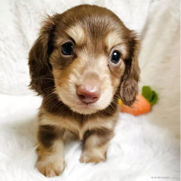 ID：2509-03184の子犬