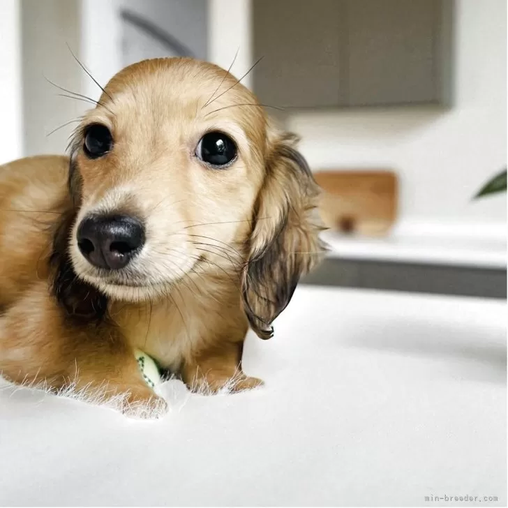 ミニチュアダックスフンド(ロング)【千葉県・女の子・2025年5月8日・シェーデッドイエロー】の写真1「小降りちゃんです❣️」