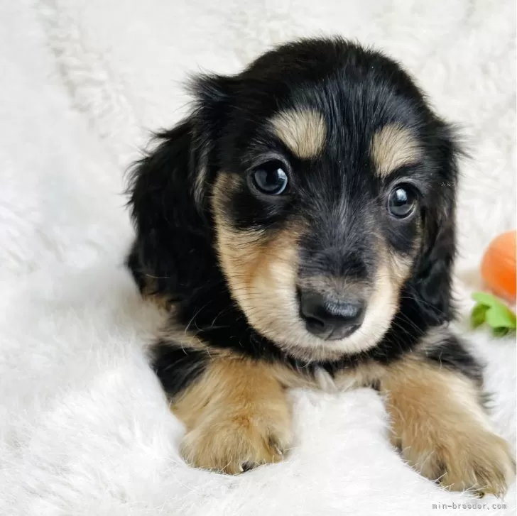 E.H 様のお迎えした子犬