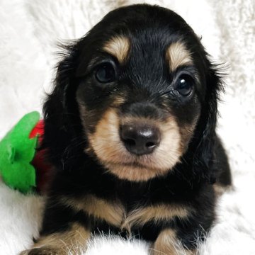 ミニチュアダックスフンド(ロング)【千葉県・女の子・2025年8月3日・ブラックイエロー】の写真「とっても可愛い🩷女の子🐶即日お迎えOK」